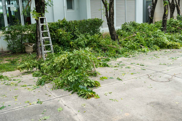 Brookville, OH Tree Care  Company