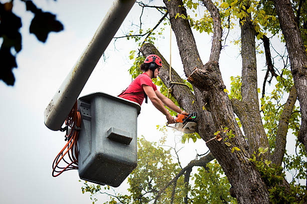 Best Tree Disease Treatment  in Brookville, OH